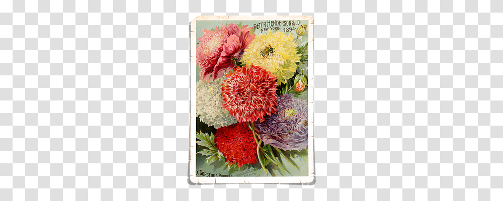 Flowers Nature, Plant, Blossom, Carnation Transparent Png