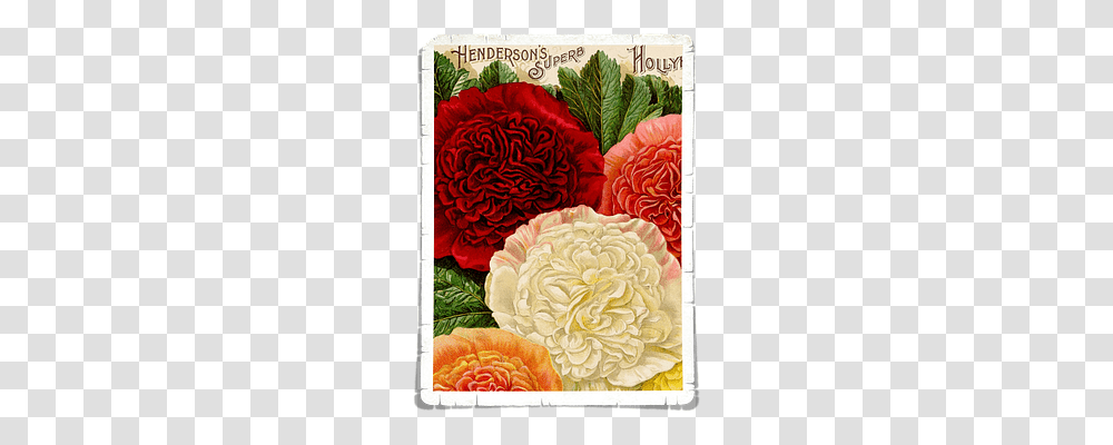 Flowers Nature, Home Decor, Plant, Carnation Transparent Png