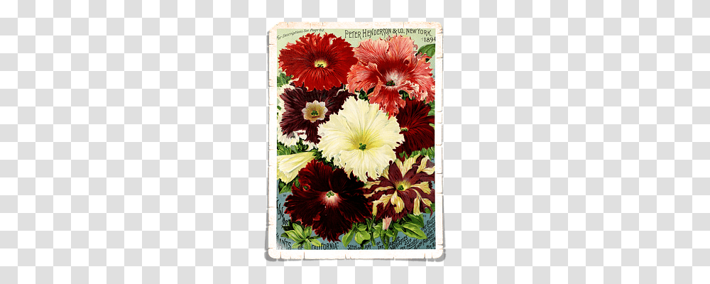 Flowers Nature, Plant Transparent Png