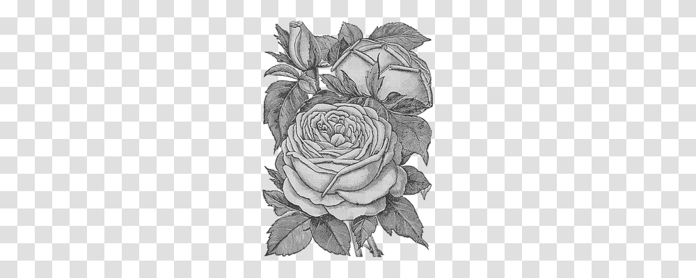 Flowers Nature, Drawing, Sketch Transparent Png
