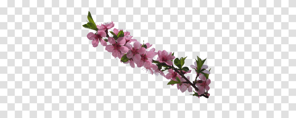 Flowers Tool, Plant, Blossom, Geranium Transparent Png