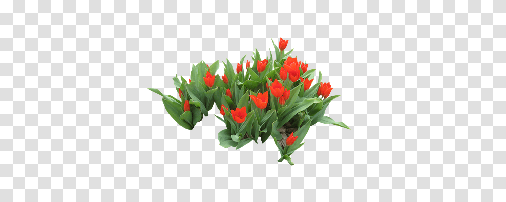 Flowers Tool, Plant, Blossom, Flower Bouquet Transparent Png