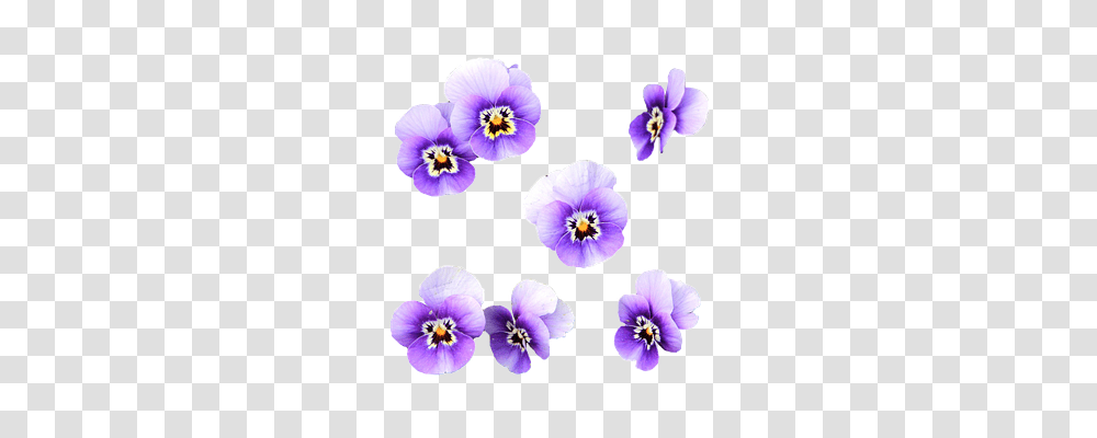 Flowers Nature, Plant, Blossom, Pansy Transparent Png