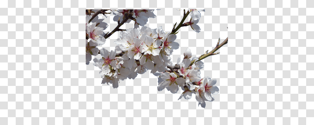 Flowers Plant, Blossom, Cherry Blossom, Geranium Transparent Png