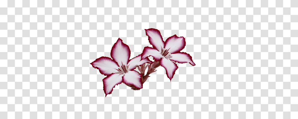 Flowers Nature, Geranium, Plant, Blossom Transparent Png