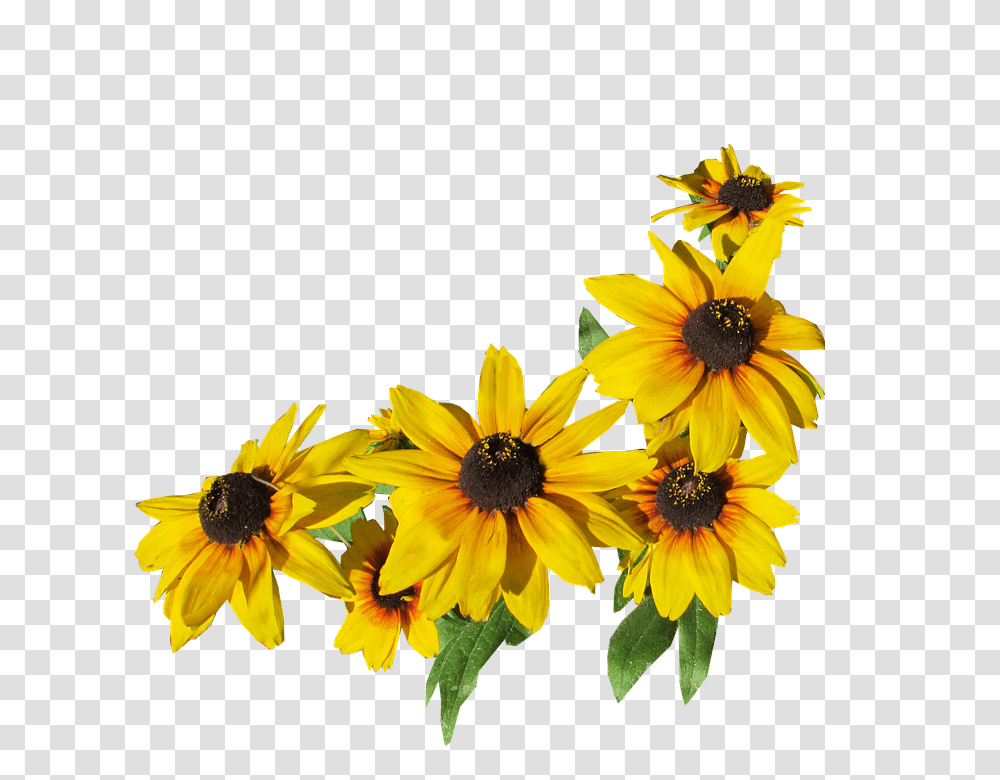 Flowers 960, Plant, Blossom, Daisy, Daisies Transparent Png