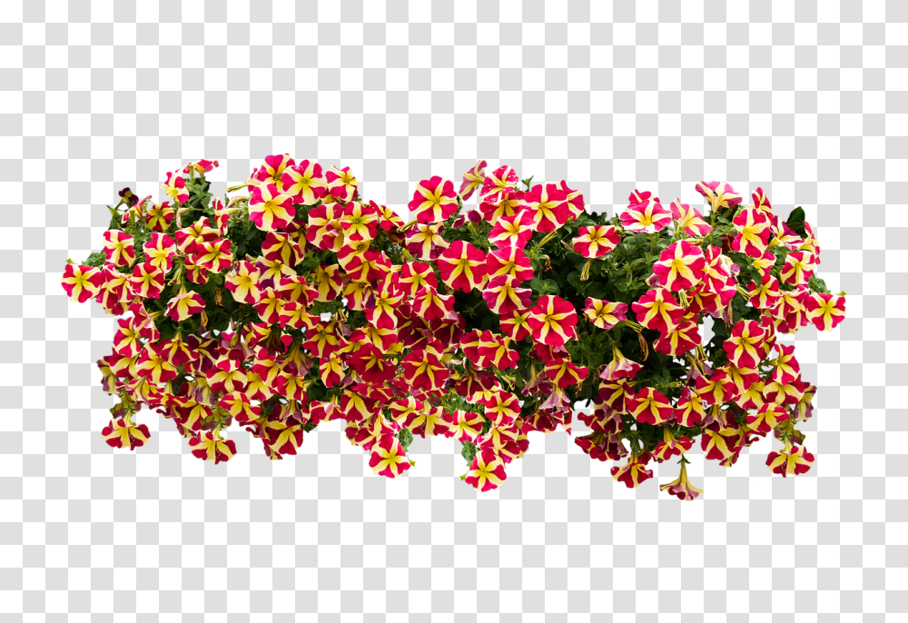 Flowers Nature, Plant, Blossom, Geranium Transparent Png