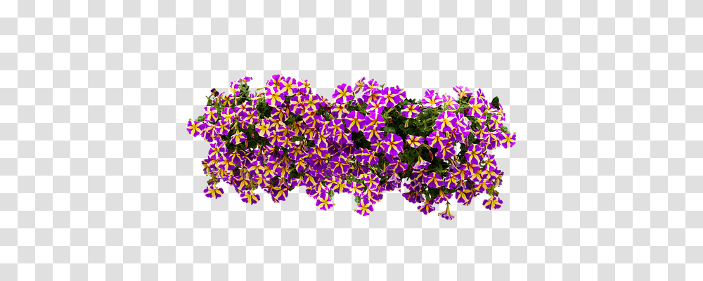 Flowers Nature, Floral Design Transparent Png