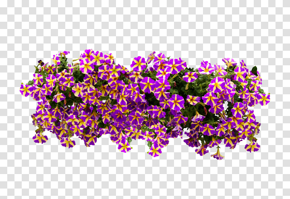 Flowers Nature, Pattern Transparent Png