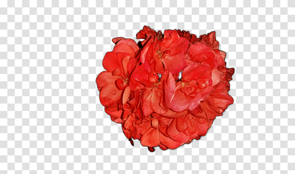 Flowers 960, Geranium, Plant, Blossom, Rose Transparent Png