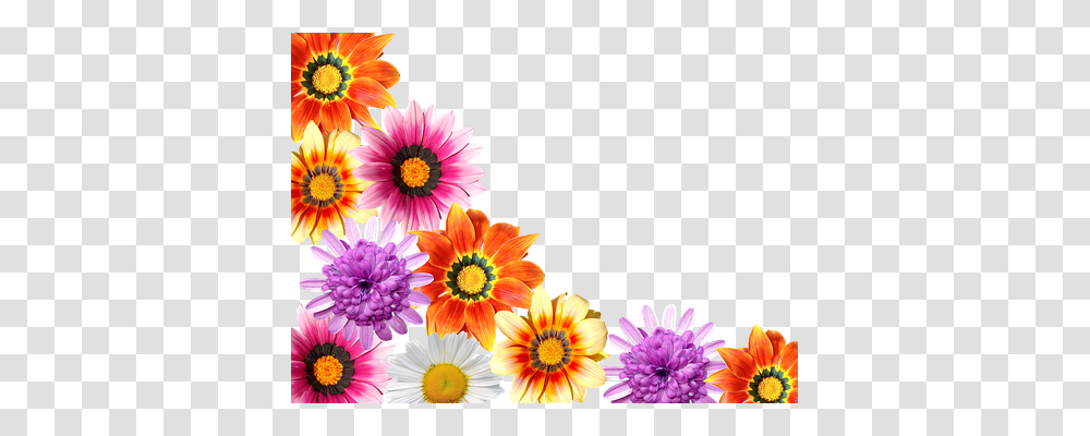 Flowers Nature, Plant, Dahlia, Blossom Transparent Png