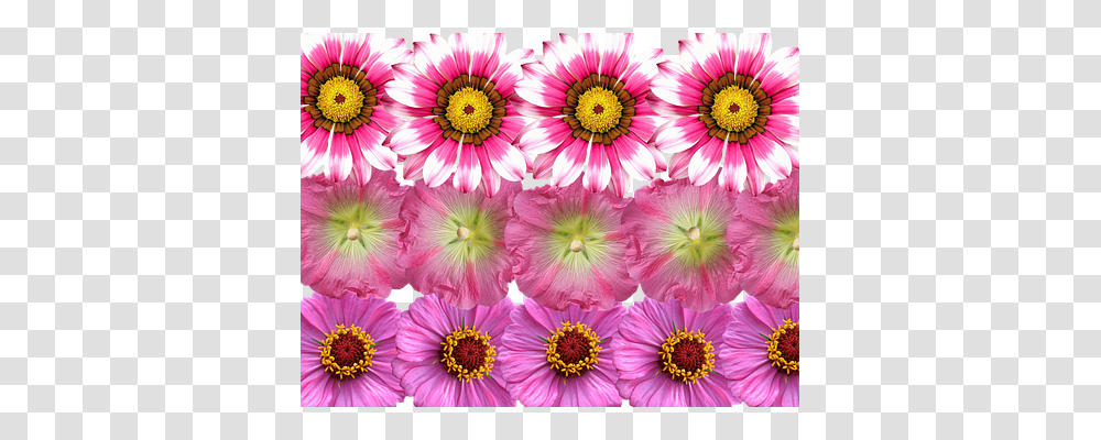 Flowers Nature, Plant, Blossom, Dahlia Transparent Png