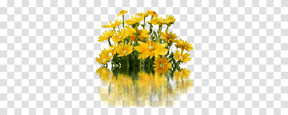 Flowers Nature, Plant, Blossom, Daisy Transparent Png