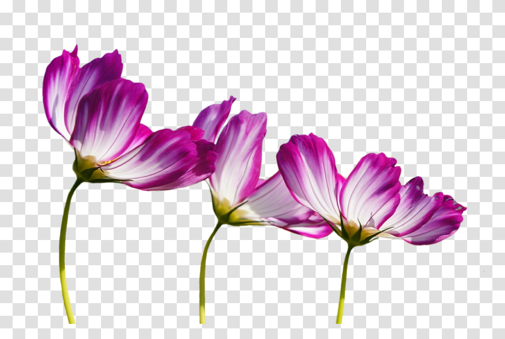 Flowers 960, Geranium, Plant, Blossom, Petal Transparent Png