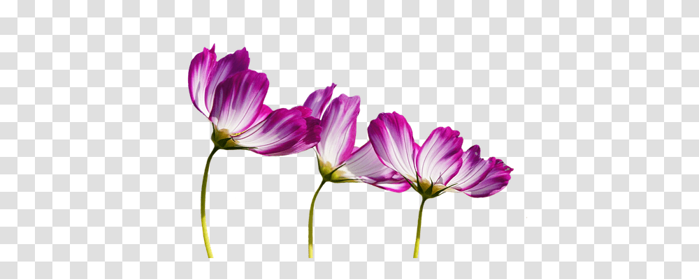 Flowers Nature, Geranium, Plant, Blossom Transparent Png