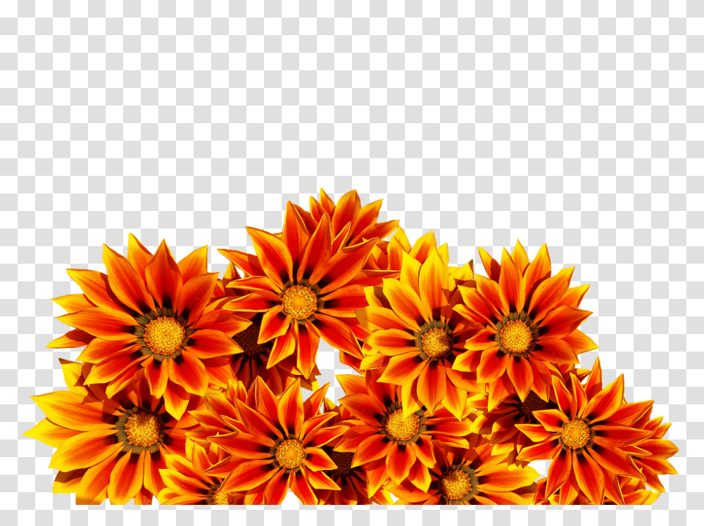 Flowers 960, Plant, Blossom, Daisy, Daisies Transparent Png