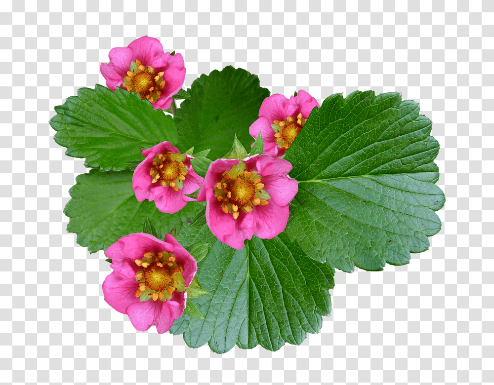 Flowers 960, Plant, Geranium, Blossom, Leaf Transparent Png