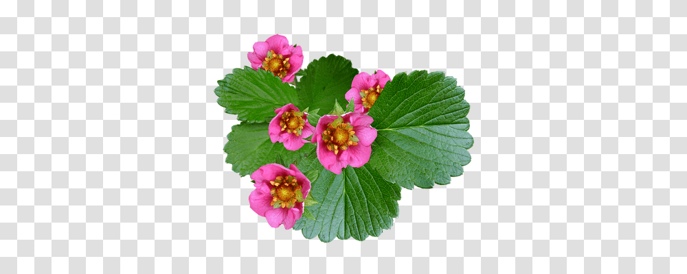 Flowers Nature, Plant, Geranium, Blossom Transparent Png