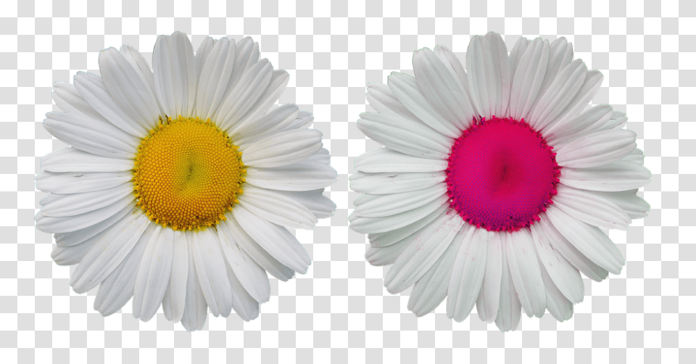 Flowers 960, Plant, Daisy, Daisies, Blossom Transparent Png