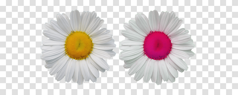 Flowers Nature, Plant, Daisy, Daisies Transparent Png