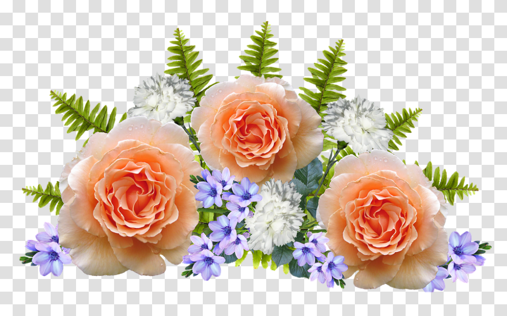 Flowers 960, Rose, Plant, Blossom, Petal Transparent Png