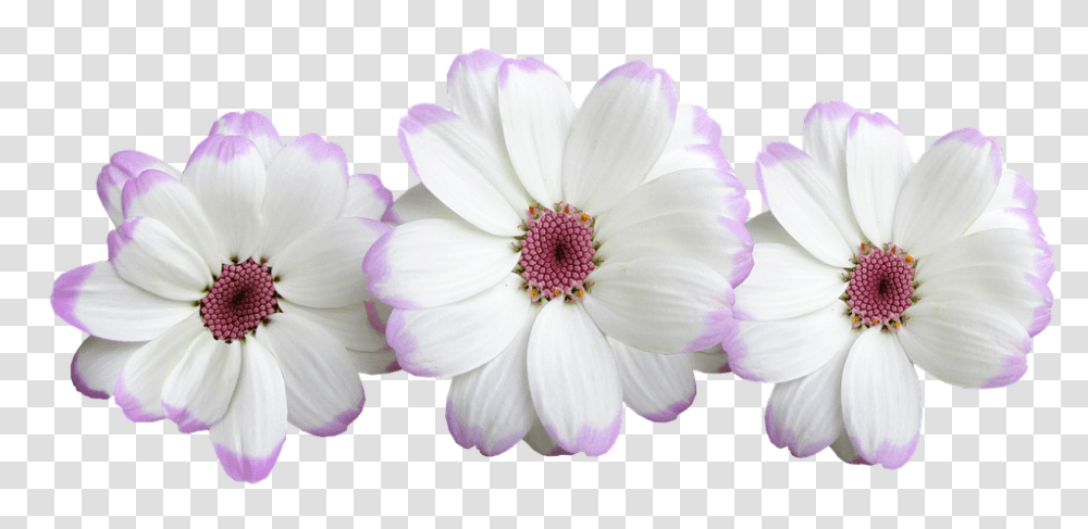 Flowers 960, Plant, Petal, Blossom, Daisy Transparent Png