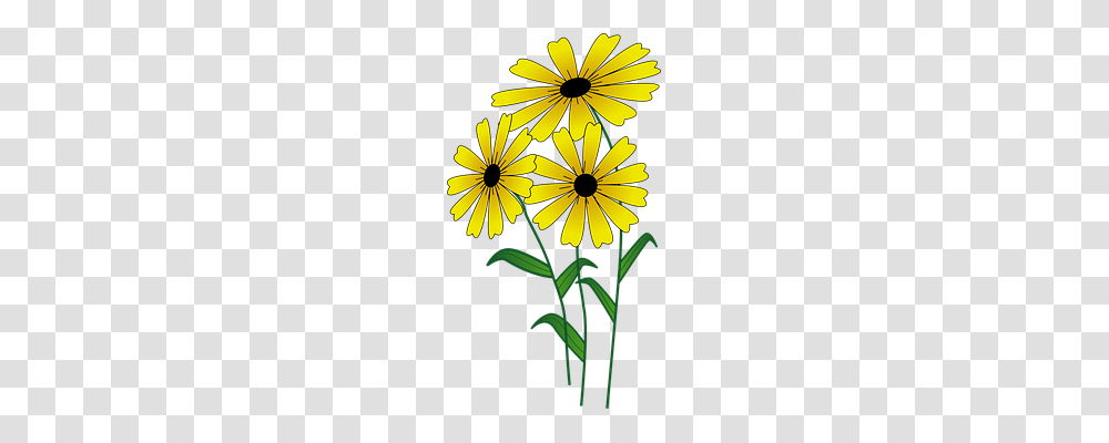 Flowers Nature, Plant, Daisy Transparent Png