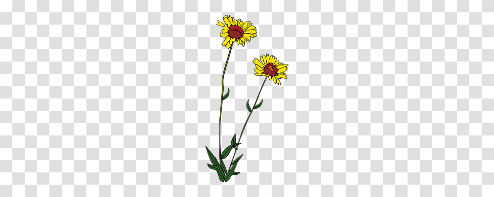 Flowers Nature, Plant, Petal, Daisy Transparent Png