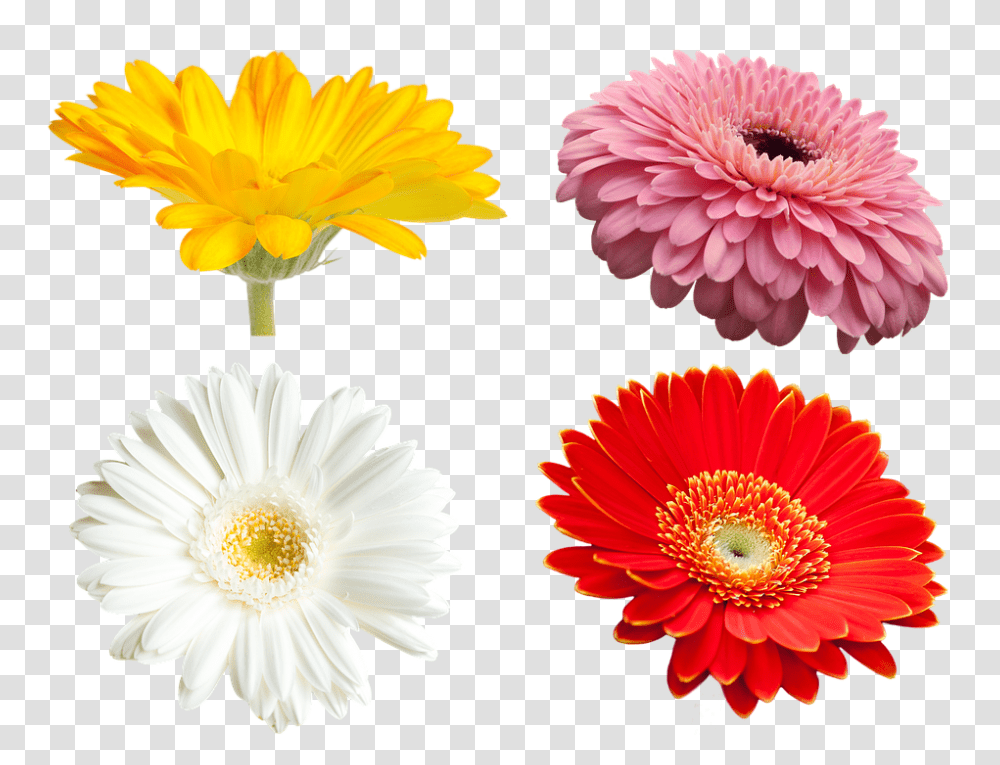 Flowers 960, Dahlia, Plant, Blossom, Petal Transparent Png