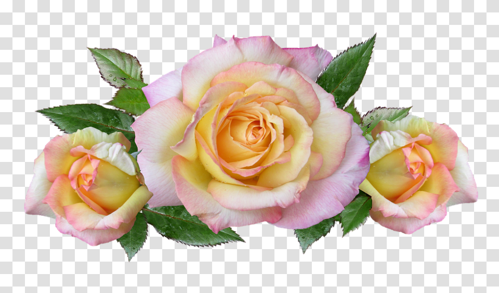 Flowers 960, Rose, Plant, Blossom, Petal Transparent Png