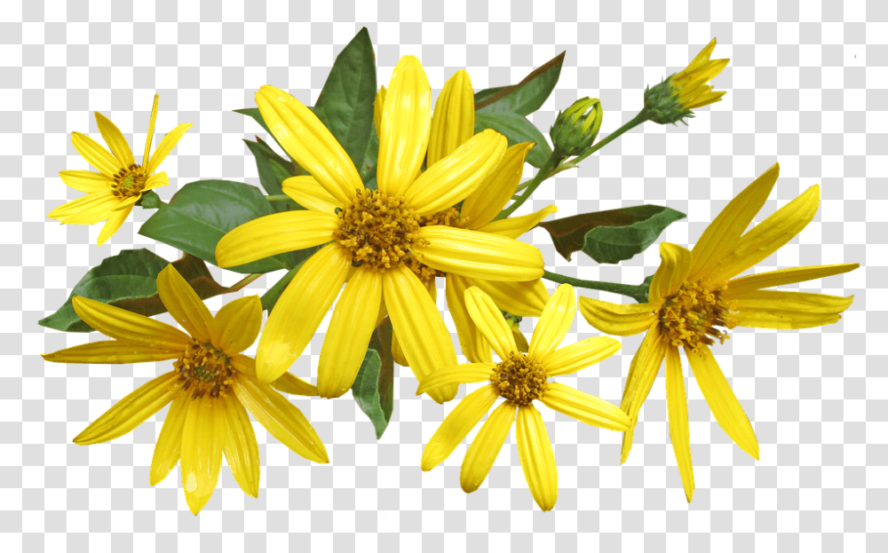 Flowers 960, Plant, Daisy, Daisies, Blossom Transparent Png