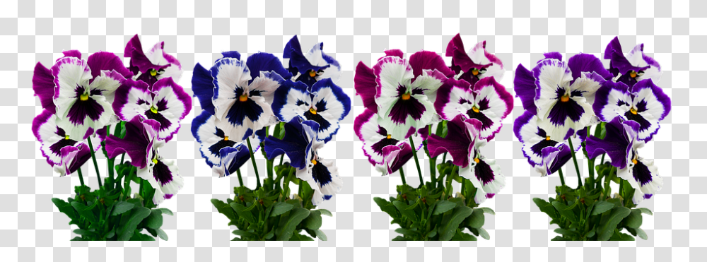 Flowers 960, Plant, Blossom, Pansy, Iris Transparent Png