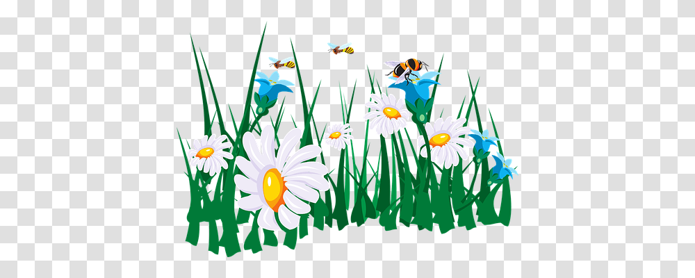 Flowers Nature, Plant, Daisy, Petal Transparent Png