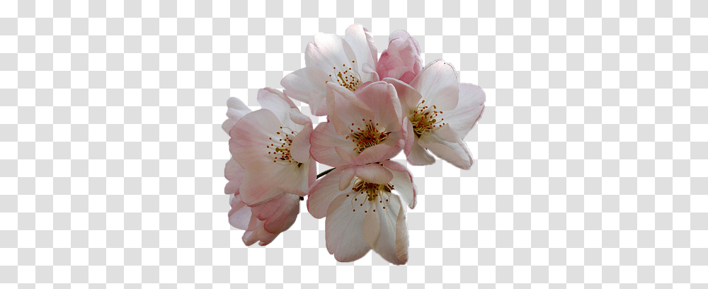 Flowers Almond Tree White Free Image On Pixabay Fiori Di Mandorlo, Plant, Blossom, Rose, Pollen Transparent Png