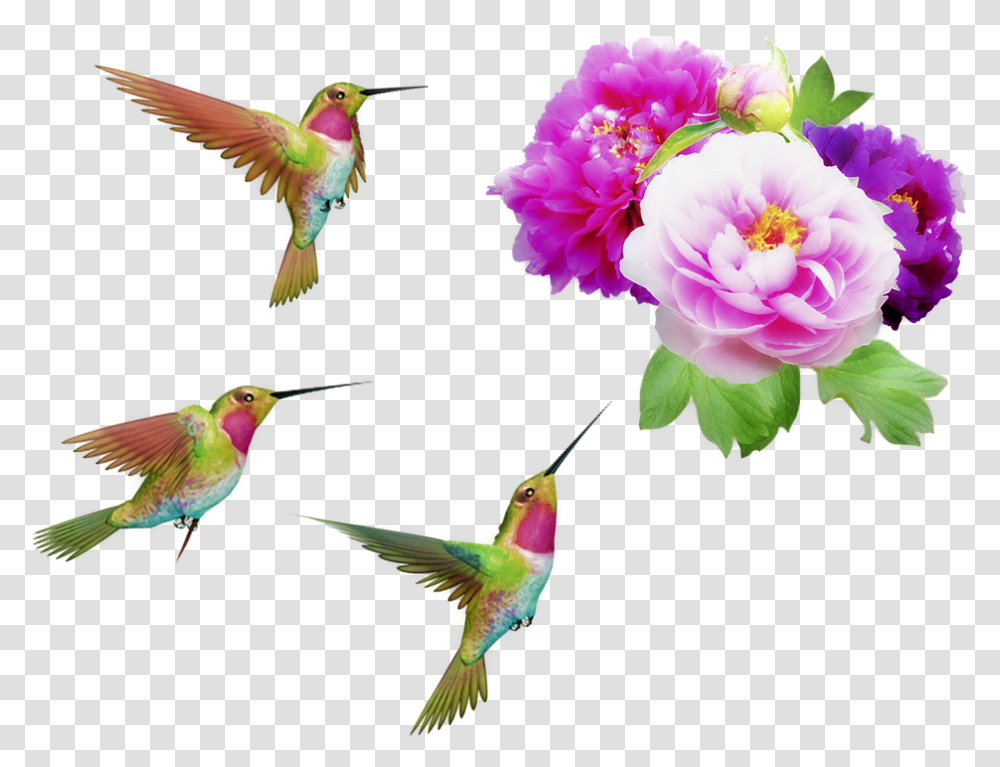 Flowers And Hummingbirds Orton Effect Peonies, Animal, Bee Eater, Plant, Blossom Transparent Png