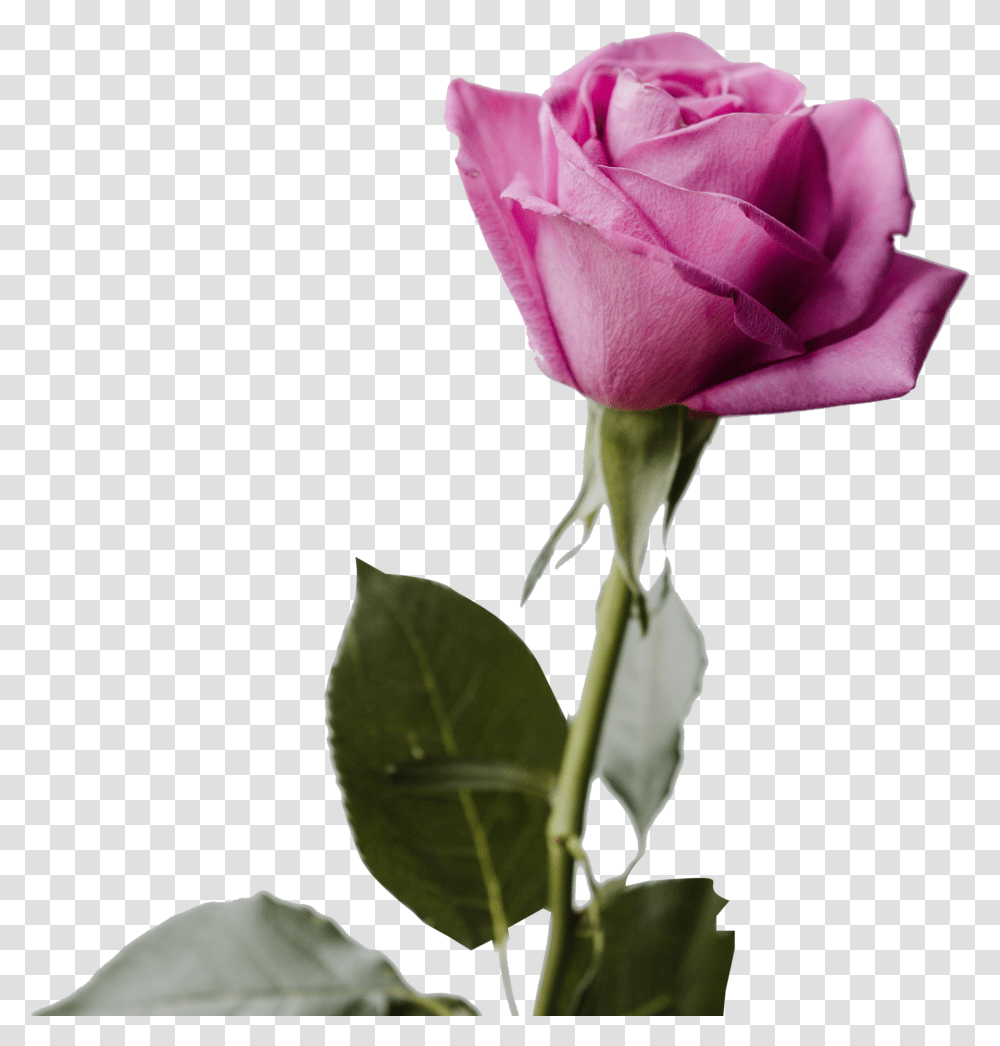Flowers Archives Free Images Icons And Good Morning Shayari Image Odia Transparent Png