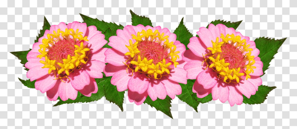 Flowers Arrangement Pink Floral Common Zinnia, Plant, Blossom, Pollen, Geranium Transparent Png