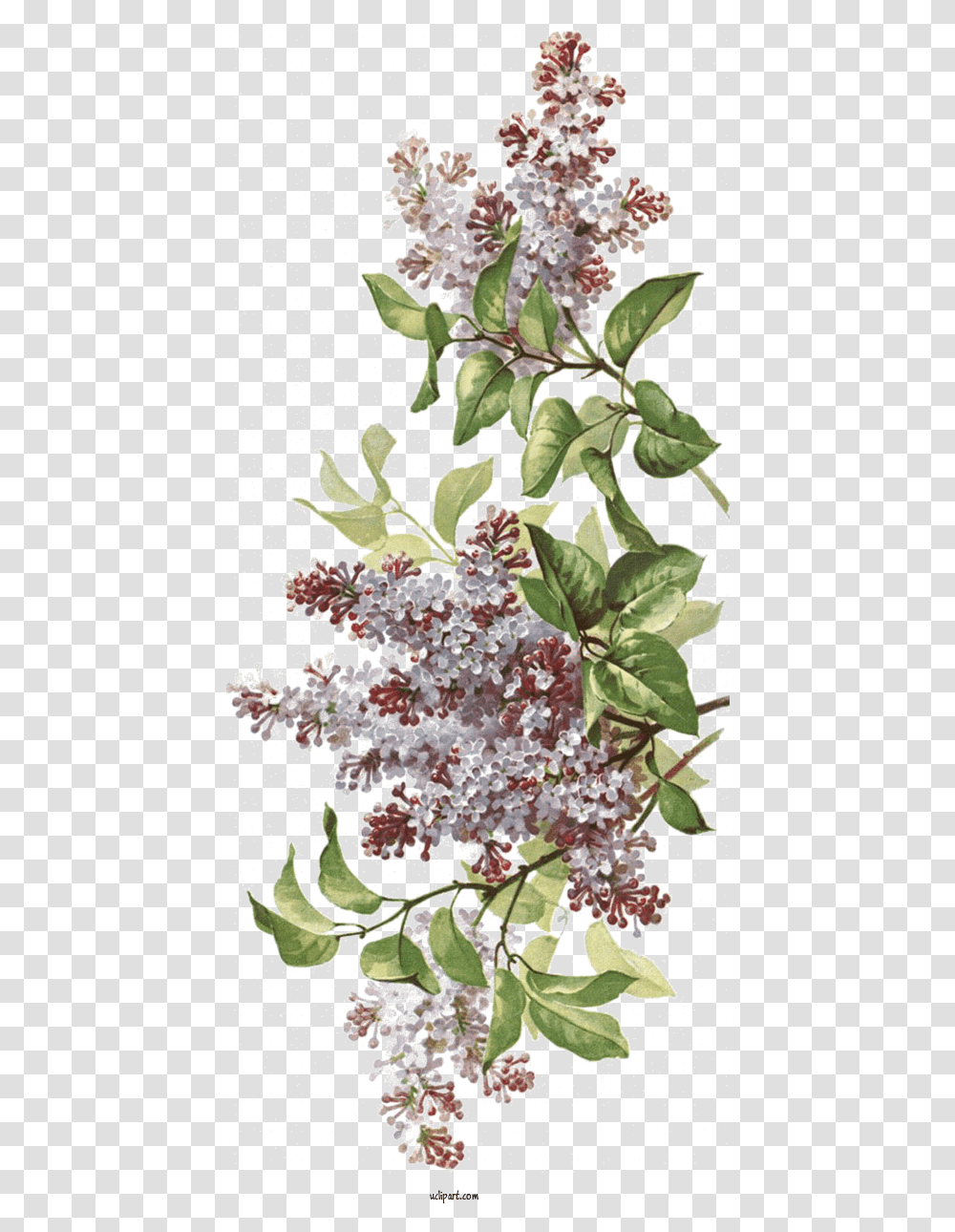 Flowers Blog Drawing Design For Flower Clipart Flower Butterfly Bush, Plant, Blossom, Lilac, Leaf Transparent Png