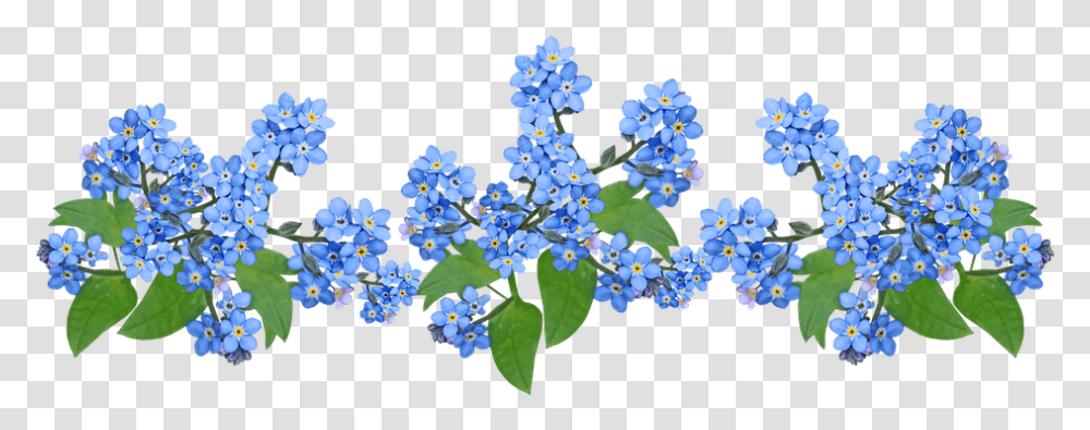 Flowers Blue Forget Me Not Flores No Me Olvides, Plant, Acanthaceae, Geranium, Photography Transparent Png