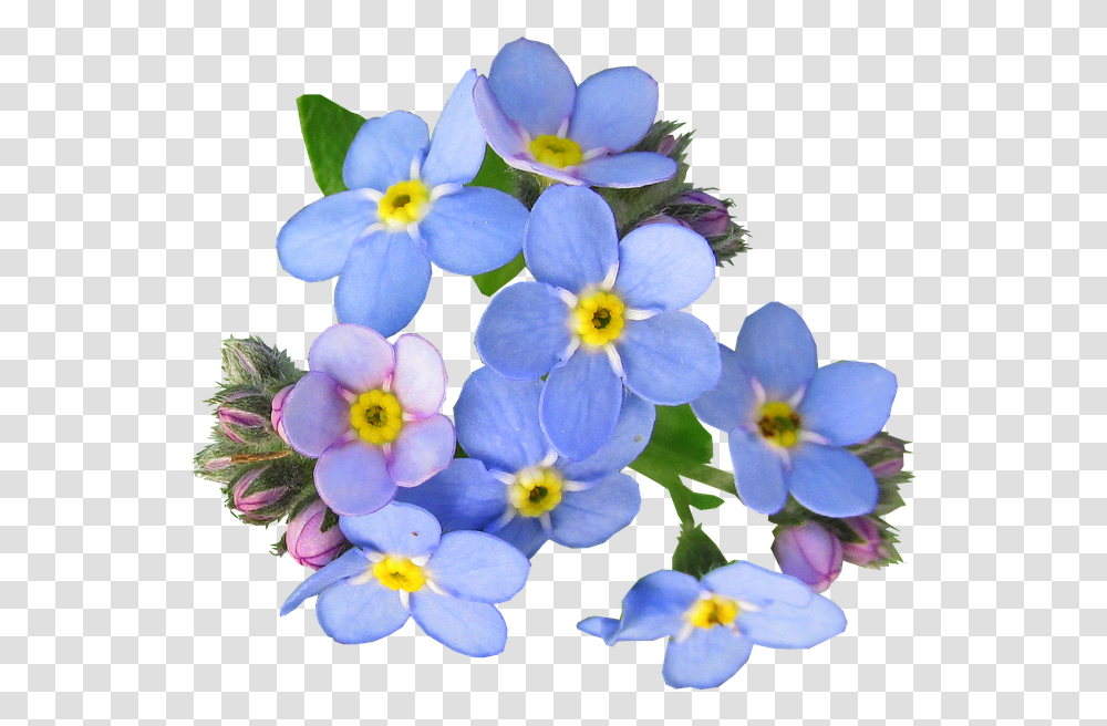 Flowers Blue Forget Me Not Free Photo On Pixabay Forget Me Not Flowers, Plant, Geranium, Blossom, Pollen Transparent Png