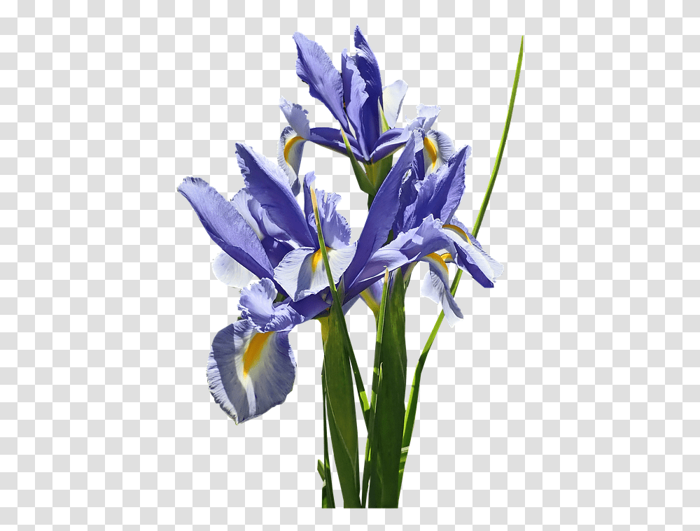 Flowers Blue Iris Dutch Stems Bulb Plant Cut Algerian Iris, Blossom, Petal, Anther Transparent Png