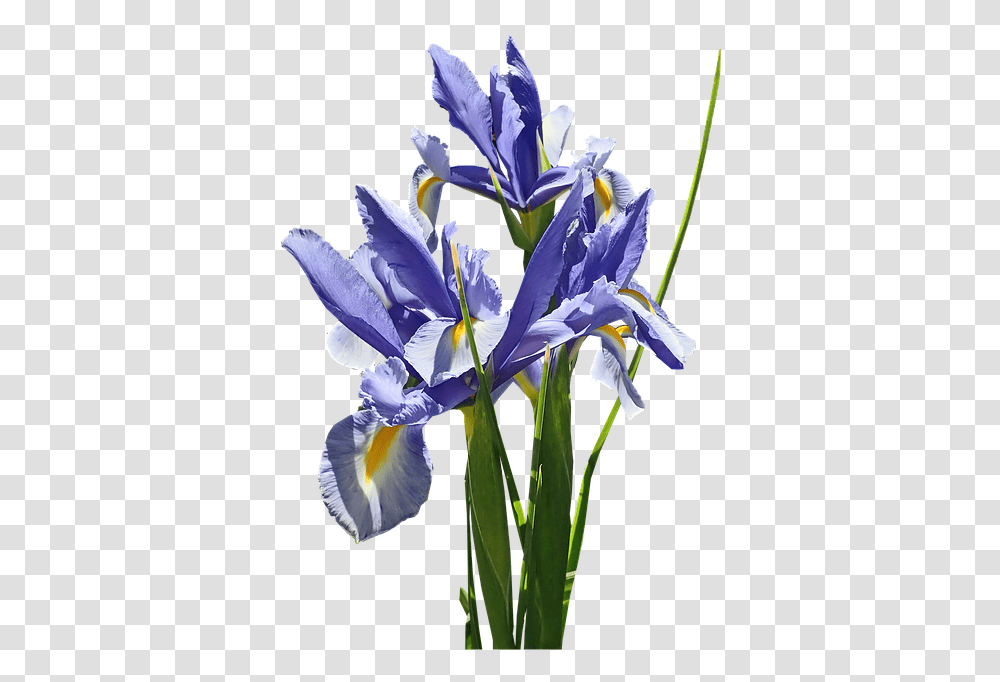 Flowers Blue Iris Free Photo On Pixabay Netted Iris, Plant, Blossom, Petal, Anther Transparent Png