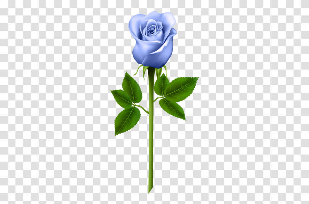 Flowers Blue Roses Purple Roses And Rose, Plant, Blossom, Leaf, Petal Transparent Png