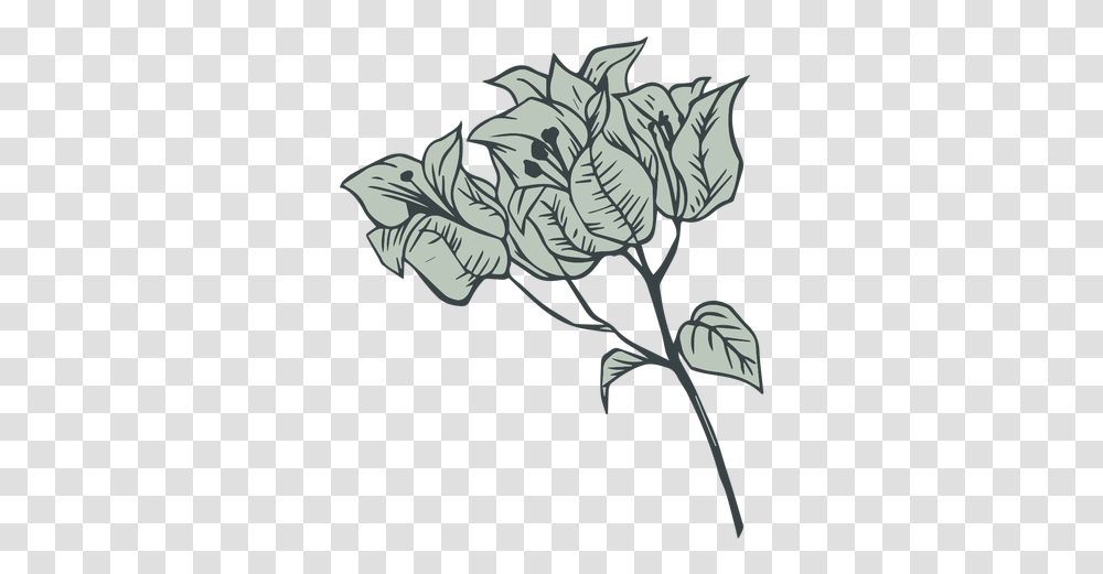 Flowers Bougainvillea Hand Drawn & Svg Bougainvillea Flower Svg, Plant, Graphics, Art, Floral Design Transparent Png