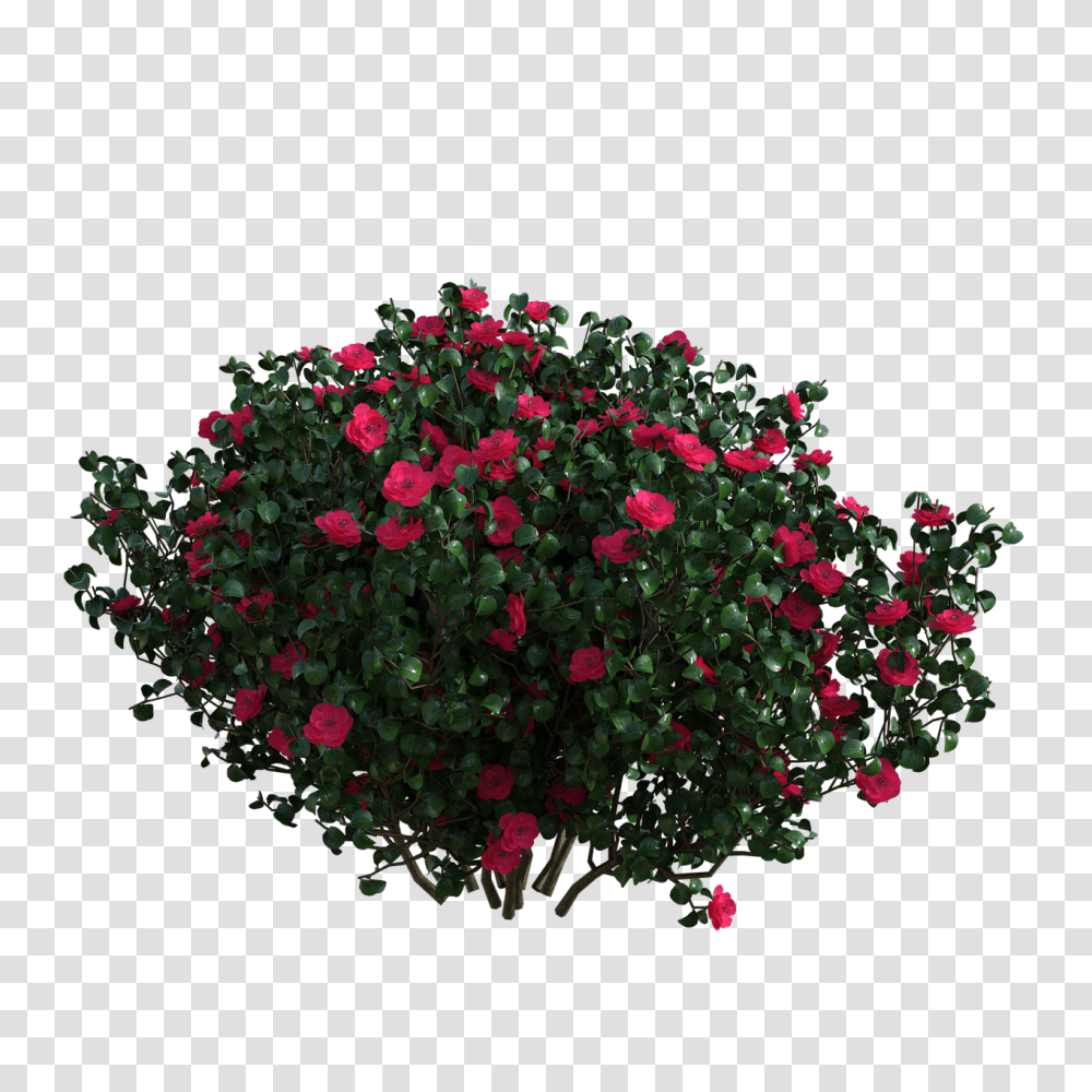 Flowers Bush Red Free Image On Pixabay Flower Bush, Geranium, Plant, Potted Plant, Vase Transparent Png