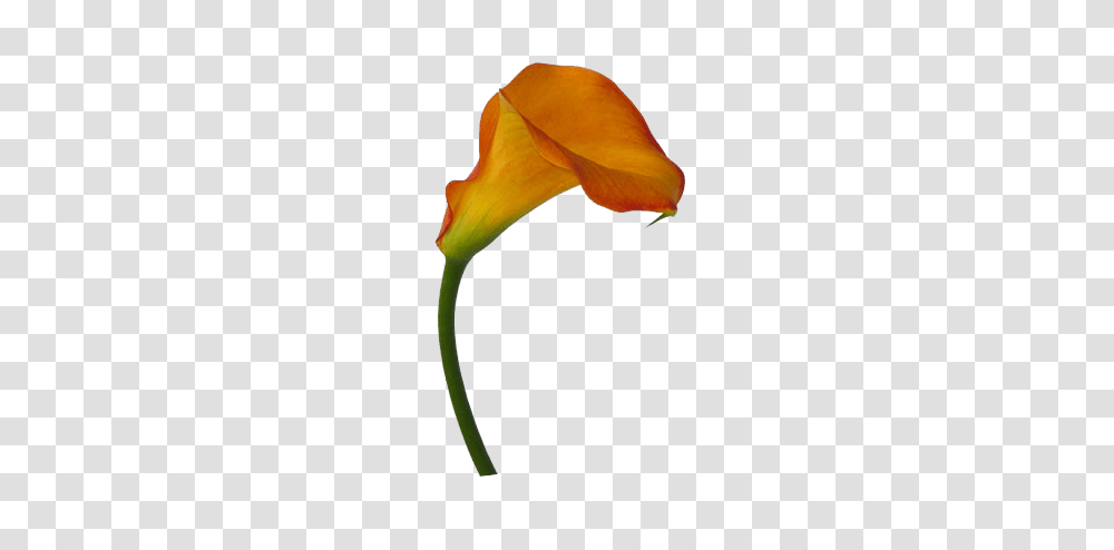 Flowers Calla Lilies Gifs And, Petal, Plant, Blossom, Lily Transparent Png