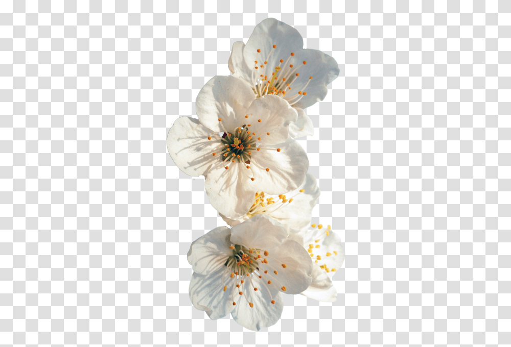 Flowers Cherry Blossom White, Plant, Pollen, Petal, Food Transparent Png