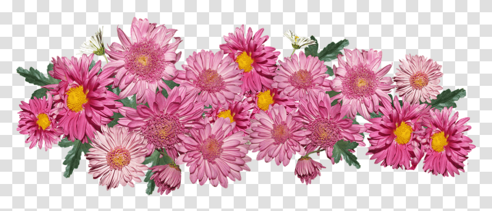 Flowers Chrysanthemum Pink Chrysanths, Plant, Dahlia, Blossom, Daisy Transparent Png
