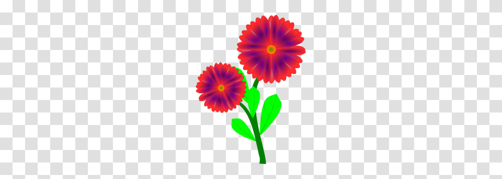 Flowers Clip Art, Plant, Petal, Blossom, Daisy Transparent Png