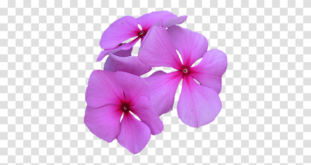 Flowers Cropped, Geranium, Plant, Blossom, Petal Transparent Png